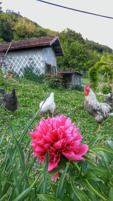 Casa Nella Natura Il Risveglio Degli Elfi ペダヴェーナ エクステリア 写真