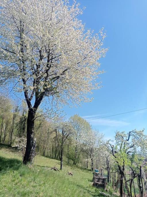 Casa Nella Natura Il Risveglio Degli Elfi ペダヴェーナ エクステリア 写真
